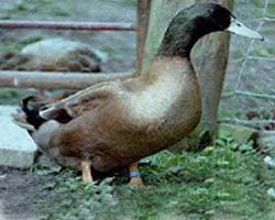 Duck breeding Farm